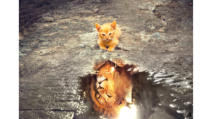 Chaton reflétant un lion dans l'eau.